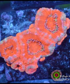 Acan ultra