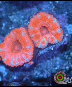 Acan ultra