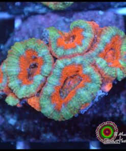 Acan ultra