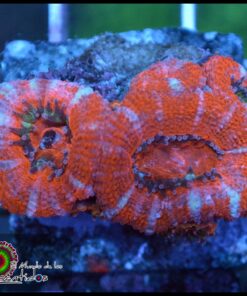 Acan