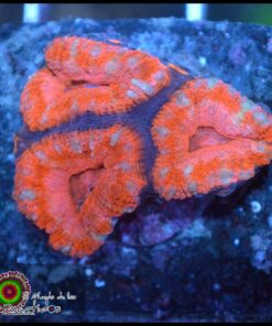Acan