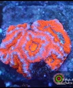 Acan rainbow