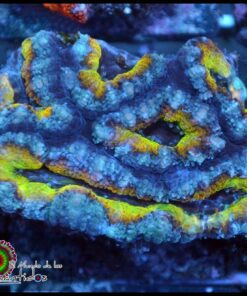 Acan rainbow