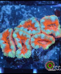 Acan ultra
