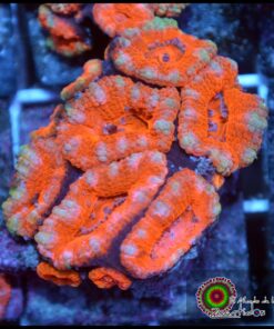 Acan ultra