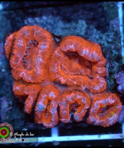 Acan ultra