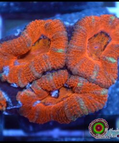 Acan