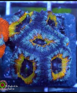 Acan rainbow