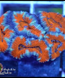 Acan