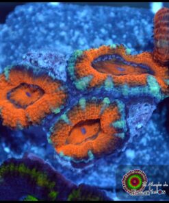 Acan