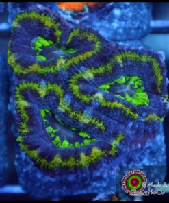 Acan ultra