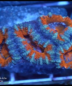 Acan