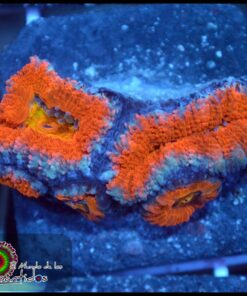 Acan rainbow