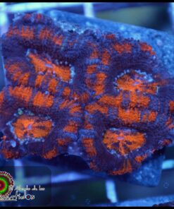 Acan ultra