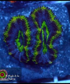 Acan ultra