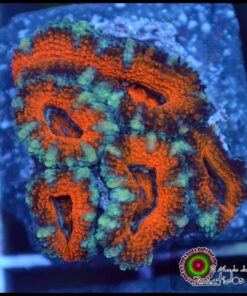 Acan ultra
