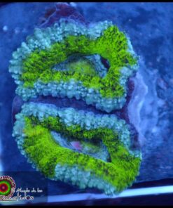 Acan ultra