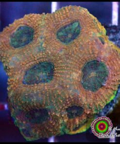 Acan echinata