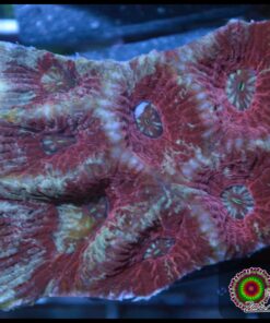 Goniastrea