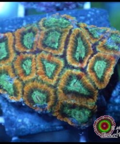 Tropical paradise favia