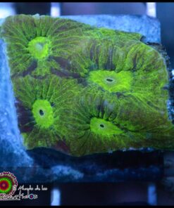 Goniastrea