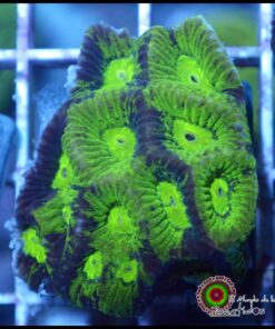 Goniastrea