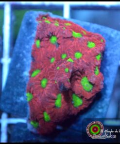 Warcoral