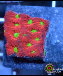 Warcoral