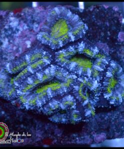 Acan lord