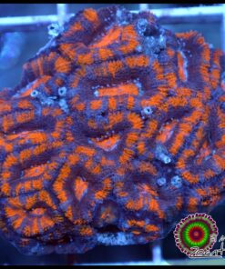 Acan ultra