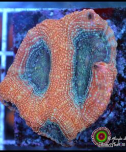 Acan bowerbanky