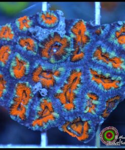 Acan ultra