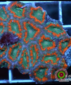Micromusa ultra