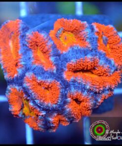 Acan ultra