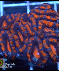 Acan ultra