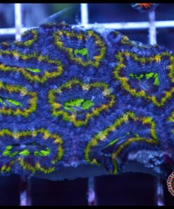 Acan ultra