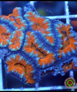 Acan ultra