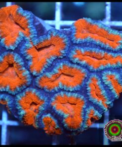 Acan ultra