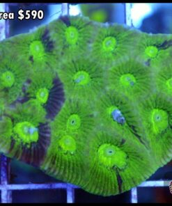 Goniastrea