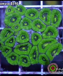 Micromusa