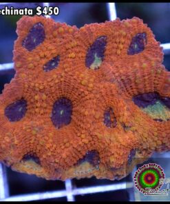 Acan echinata