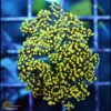 Yellow metallic frogspawn