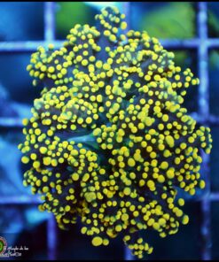 Yellow metallic frogspawn