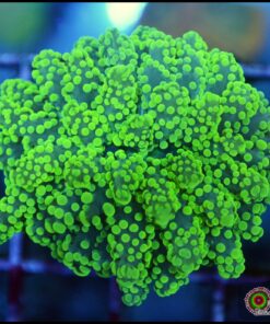 Green metallic frogspawn