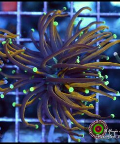 Neon tip jester torch