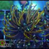 Neon tip jester torch