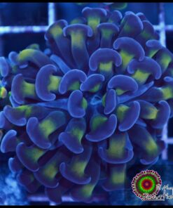 Hammer branch bicolor
