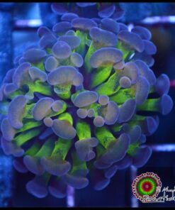 Hammer branch bicolor splatter