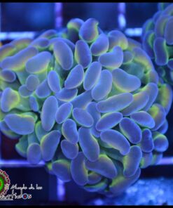 Hammer branch bicolor ultra
