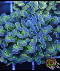 Hammer branch purple tips 2 cabezas unidas